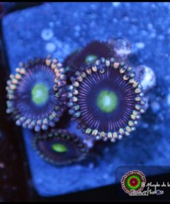 Blue berry zoas