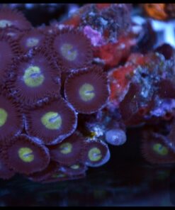 Pacman zoas