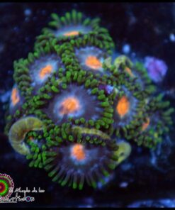 Zoas