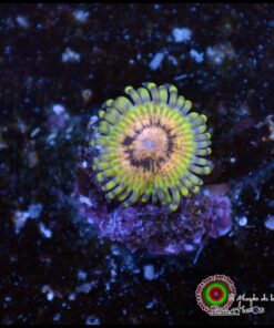 Frankenstein zoa