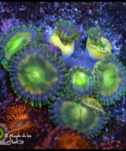 Zoas