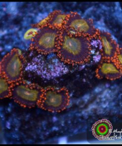 Zoas