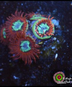 P0rn zoas