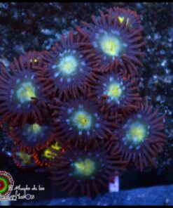 Zoas