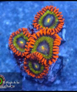 Ironman zoas