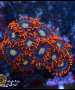 Flaming sunn zoas
