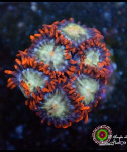Space ball zoas