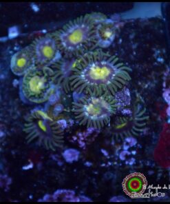 Zoas
