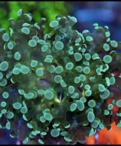 Frogspawn yellow belly