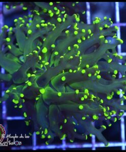 Frogspawn green metallic