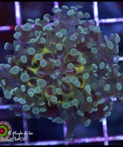 Yellow belly frogspawn