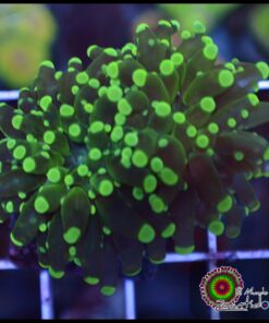Green frogspawn 2 cabezas unidas