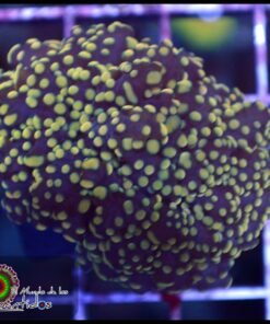 Yellow frogspawn