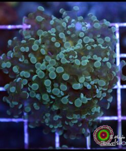 Yellow belly frogspawn