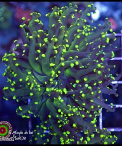Frogspawn green metallic