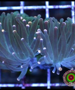 Pink tips torch 2 cabezas unidas