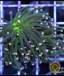 Indo pink tips torch