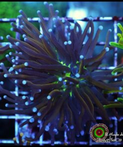 Indo joker gold torch