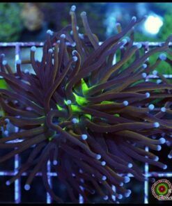 Indo joker gold torch