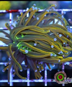 Holly grail variant torch