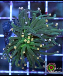 Indo yellow tip torch