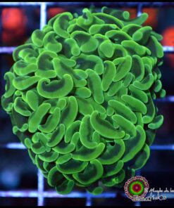 Hammer branch green big head