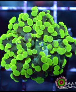 Hammer branch green marbled