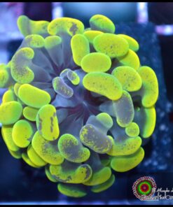 Yellow green marbled hammer branch