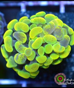 Yellow green marbled hammer branch