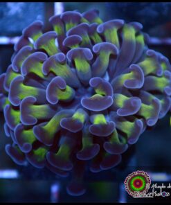 Hammer branch special bicolor color