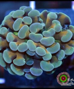 Blue banana hammer branch