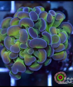 Hammer branch bicolor