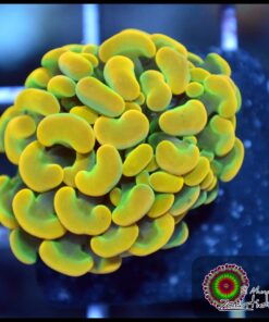 Willy wonka hammer branch