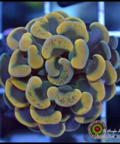 Hammer branch grafted yellow