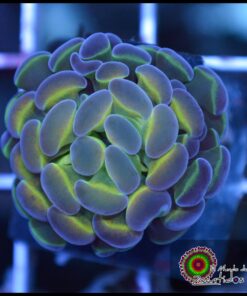 Hammer branch hollogram