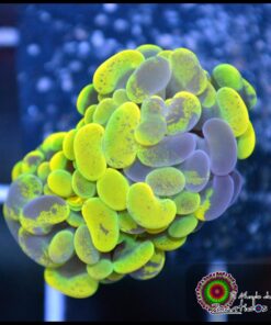 Yellow green marbled hammer branch