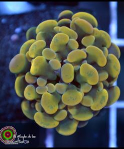 Hammer branch grafted yellow