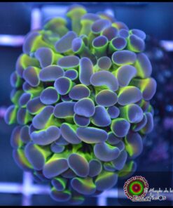 Hammer branch hollogram