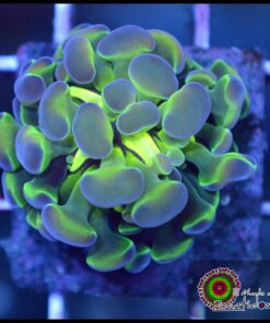 Hammer branch purple tips