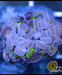 Hammer branch rainbow