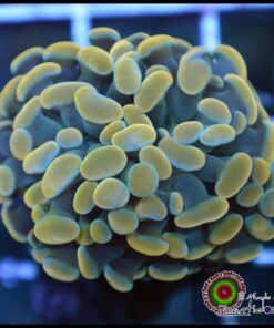 Hammer branch orange