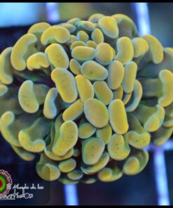 Hammer branch grafted yellow