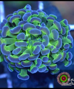 Hammer branch purple tips