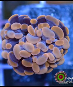 Hammer branch orange metallic