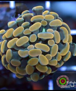 Hammer branch orange