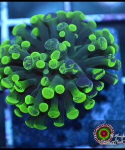 Hammer branch green marbled