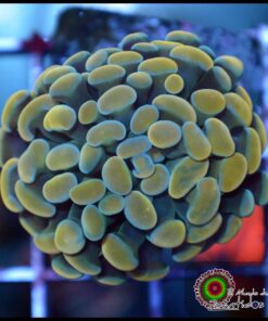 Hammer branch yellow