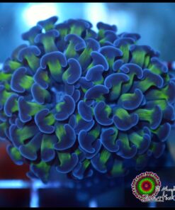 Hammer branch special bicolor 2 cabezas unidas