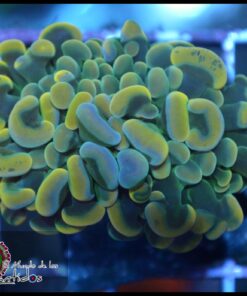 Hammer branch yellow 2 cabezas unidas