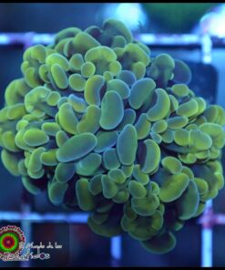 Hammer branch lime 2 cabezas unidas